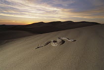 Sidewinder (Crotalus cerastes) rattlesnake moving across sand dunes at sunset, El Pinacate/Gran Desierto de Altar Biosphere Reserve, Sonora, Mexico