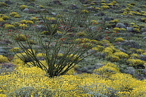 Ocotillo (Fouquieria splendens) and Brittlebush (Encelia californica), Sonoran Desert, El Pinacate/Gran Desierto de Altar Biosphere Reserve, Sonora, Mexico