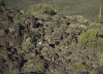 Desert Bighorn Sheep (Ovis canadensis nelsoni) adult running through rocky desert landscape, El Pinacate/Gran Desierto de Altar Biosphere Reserve, Sonora, Mexico