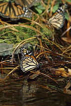 Monarch (Danaus plexippus) butterfly, drinking from pool in wintering grounds, Monarch butterfly Biosphere Reserve, Michoacan, Mexico