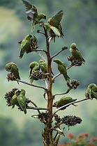 Maroon-fronted Parrot (Rhynchopsitta terrisi) flock roosting, Cumbres de Monterrey National Park, Nuevo Leon, Mexico