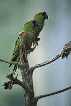 Maroon-fronted Parrot (Rhynchopsitta terrisi) pair, Cumbres de Monterrey National Park, Nuevo Leon, Mexico
