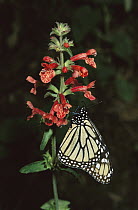 Monarch (Danaus plexippus) butterfly, one on a flower stem in wintering grounds, Monarch butterfly Biosphere Reserve, Michoacan, Mexico
