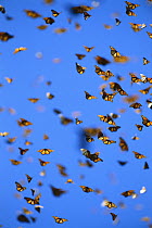 Monarch (Danaus plexippus) butterfly, mass flying in wintering grounds, Monarch butterfly Biosphere Reserve, Michoacan, Mexico