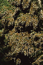 Monarch (Danaus plexippus) butterfly, mass gathered in trees in wintering grounds, Monarch butterfly Biosphere Reserve, Michoacan, Mexico