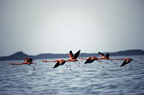 Greater Flamingo (Phoenicopterus ruber) flock flying over water, Ria Lagartos Biosphere Reserve, Yucatan, Mexico