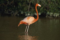 Greater Flamingo (Phoenicopterus ruber) adult wading, Ria Celestun Biosphere Reserve, Yucatan-Campeche, Mexico