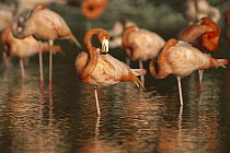 Greater Flamingo (Phoenicopterus ruber) flock, Ria Celestun Biosphere Reserve, Yucatan-Campeche, Mexico