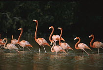 Greater Flamingo (Phoenicopterus ruber) flock wading, Ria Celestun Biosphere Reserve, Yucatan-Campeche, Mexico