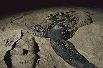 Leatherback Sea Turtle (Dermochelys coriacea) female laying her eggs on the beach at night and covering the nest with sand, Pacific coast, Oaxaca, Mexico, critically endangered