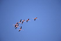 Greater Flamingo (Phoenicopterus ruber) flock flying, Ria Celestun Biosphere Reserve, Yucatan-Campeche, Mexico