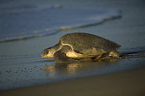 Olive Ridley Sea Turtle (Lepidochelys olivacea) female returning to the Pacific Ocean after laying eggs, Oaxaca, Mexico