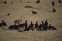 American Black Vulture (Coragyps atratus) group and a Great Blue Heron (Ardea herodias) eating eggs from nest of a Pacific Ridley Sea Turtle (Lepidochelys olivacea), Oaxaca, Mexico