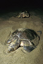 Olive Ridley Sea Turtle (Lepidochelys olivacea) adult females laying eggs in nests on the beach at night, Pacific coast, Oaxaca, Mexico