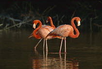 Greater Flamingo (Phoenicopterus ruber) trio wading in shallow water, Ria Celestun Biosphere Reserve, Yucatan-Campeche, Mexico