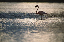 Greater Flamingo (Phoenicopterus ruber) adult silhouetted wading in water, Ria Celestun Biosphere Reserve, Yucatan-Campeche, Mexico