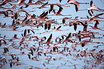 Greater Flamingo (Phoenicopterus ruber) huge flock flying, Ria Celestun Biosphere Reserve, Yucatan-Campeche, Mexico