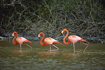 Greater Flamingo (Phoenicopterus ruber) trio wading, Ria Celestun Biosphere Reserve, Yucatan-Campeche, Mexico
