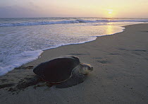Olive Ridley Sea Turtle (Lepidochelys olivacea) adult coming onto the beach from the Pacific Ocean at sunset, Oaxaca, Mexico