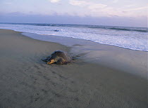 Olive Ridley Sea Turtle (Lepidochelys olivacea) adult coming onto the beach from the Pacific Ocean at sunset, Oaxaca, Mexico