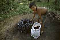 Young boys charcoal mining in the Indo-Burma hot spot