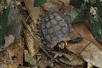 Eroded Hingeback Tortoise (Kinixys erosa) on forest floor, Tai National Park, Ivory Coast, Africa