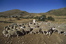 Domesitc Sheep (Ovis aries) herd in Casorla Mountains, southern Spain