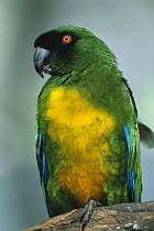 Masked Shining-Parrot (Prosopeia personata) portrait, endemic to Vitilevu only, Fiji