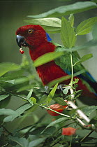 Red Shining-parrot (Prosopeia tabuensis) eating berry, endemic to Fiji and Tonga