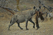 Spotted Hyena (Crocuta crocuta) carrying carcass, Selous Game Reserve, Tanzania