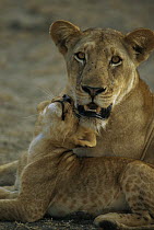 African Lion (Panthera leo) female with playful cub, Selous Game Reserve, Tanzania