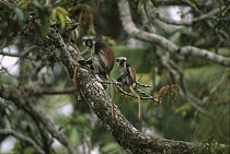 Zanzibar Red Colobus (Procolobus kirkii) mother and young in canopy, Jozani Forest, Zanzibar Island, Tanzania