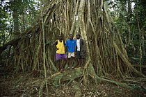 Fig (Ficus sp) tree with giant roots and local guides at Espiritu Santo Island, protected area, Vanuatu Archipelago, New Hebrides