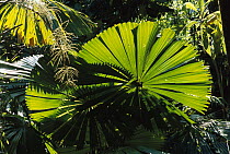 Australian Fan Palm (Livistona australis) illuminated by sunlight, Daintree National Park, Queensland, Australia