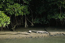 Saltwater Crocodile (Crocodylus porosus) in a mangrove wetland, Daintree National Park, Australia