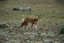 Ethiopian Wolf (Canis simensis), Bale Mountain, Ethiopia