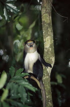 Campbell's Monkey (Cercopithecus campbelli) sitting in a tree, endemic to the Guinean forest of west Africa
