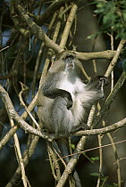 Blue Monkey (Cercopithecus mitis) sitting in tree, subspecies endemic to Maputoland Pondoland, Albany, South Africa
