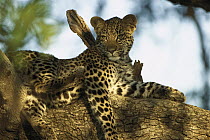 Leopard (Panthera pardus) resting in shade, Kruger National Park, South Africa