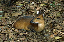 Yellow-backed Duiker (Cephalophus silvicultor) resting on forest floor, Ivory Coast, western Africa