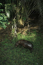 Pygmy Hippopotamus (Hexaprotodon liberiensis) grazing, Ivory Coast, western Africa