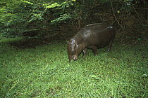 Pygmy Hippopotamus (Hexaprotodon liberiensis) grazing in grassland, Ivory Coast, western Africa