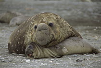 Southern Elephant Seal (Mirounga leonina) male crushing female during mating attempt, South Georgia Island