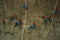 Red and Green Macaw (Ara chloroptera) flock feeding at clay lick at Madre de Dios River, Manu National Park, Peru