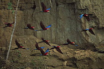 Red and Green Macaw (Ara chloroptera) flying away from clay lick at Madre de Dios River, Manu National Park, Peru
