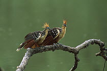 Hoatzin (Opisthocomus hoazin) pair, Manu National Park, Peru
