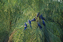 Hyacinth Macaw (Anodorhynchus hyacinthinus) group perching in palm tree, Pantanal, Brazil
