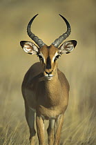 Black-faced Impala (Aepyceros melampus petersi) portrait, Etosha National Park, Namibia