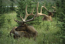 Elk (Cervus elaphus) male pair bedded down in tall grass, Banff National Park, Canada