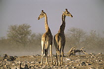 Angolan Giraffe (Giraffa giraffa angolensis) pair facing opposite directions, Etosha National Park, Namibia